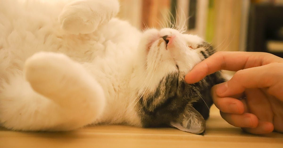 Une personne caresse un chat allongé sur le dos sur une table.