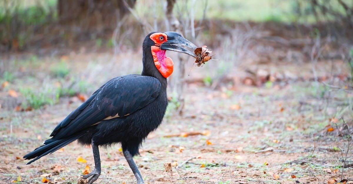 a black bird with a red beak is carrying a bug in its beak