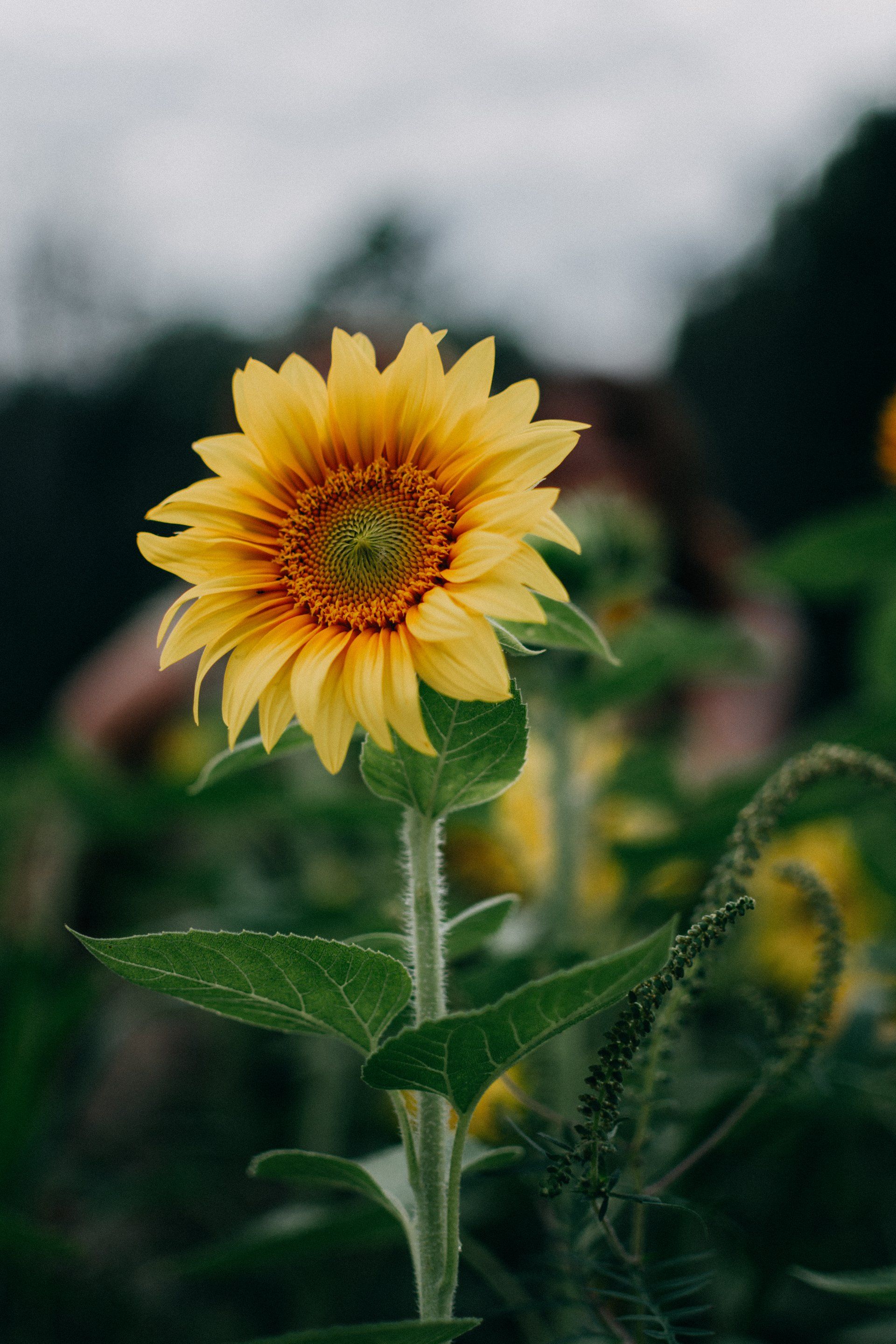 effective therapy and support