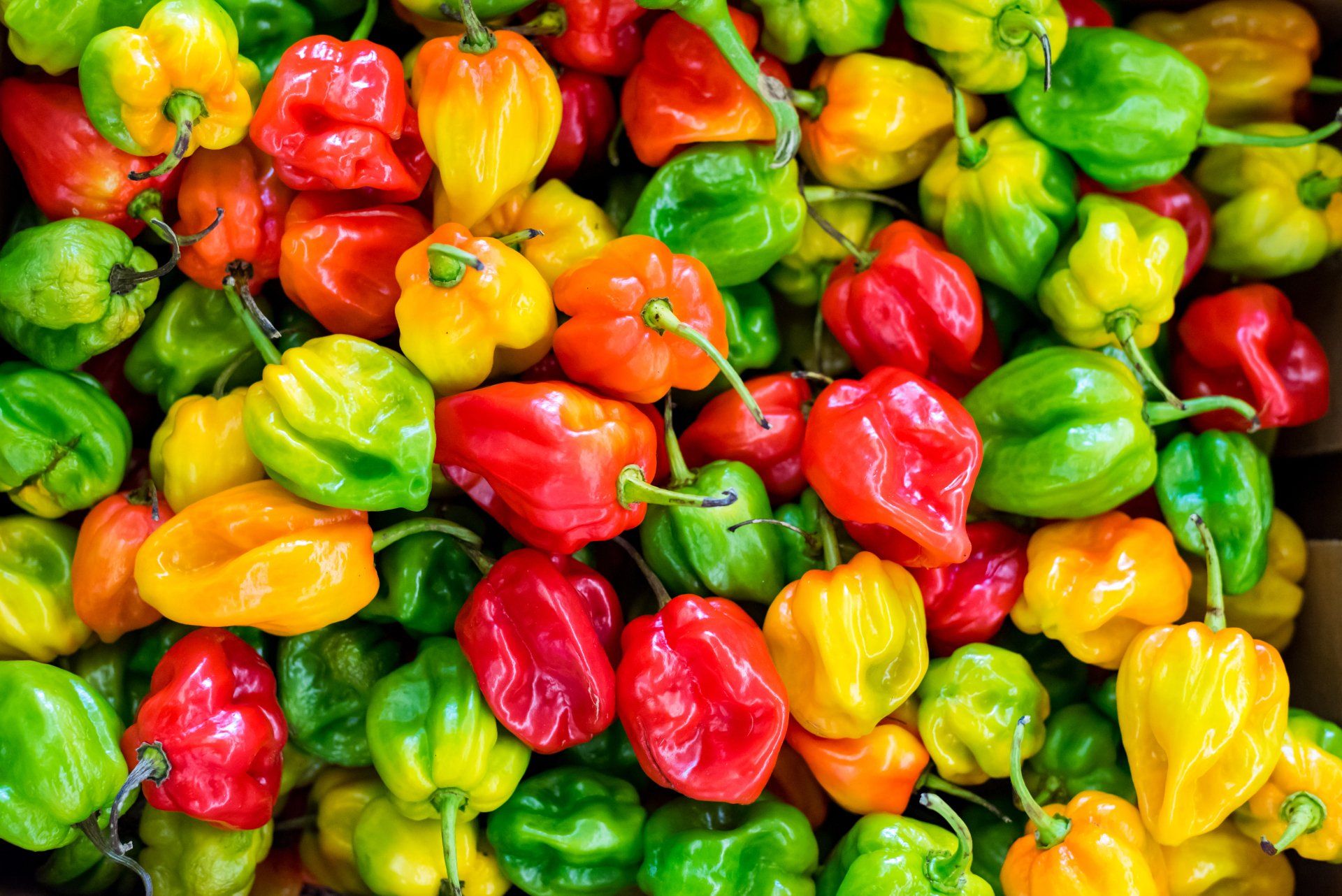 a bunch of colorful peppers are sitting on top of each other on a table .