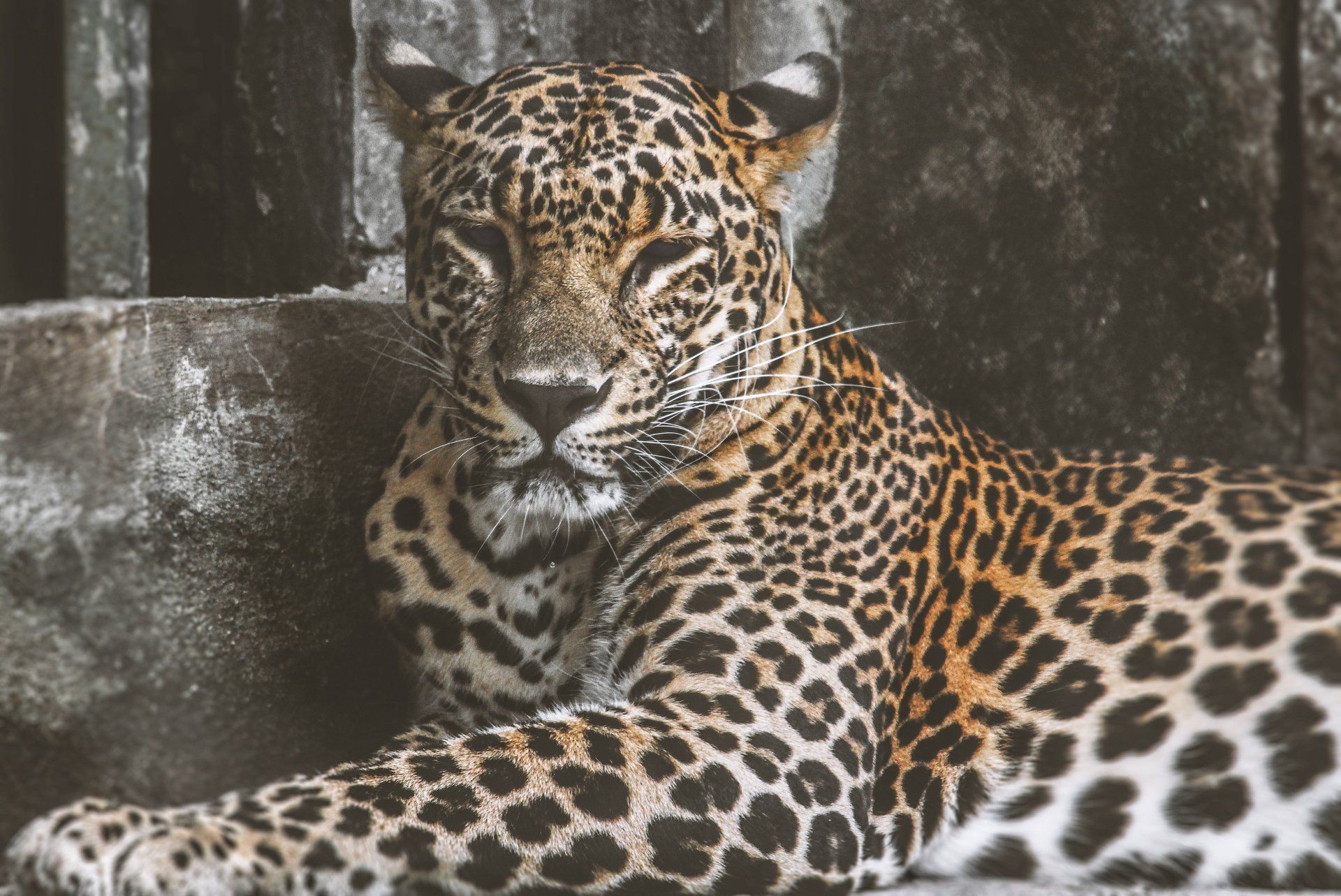 Leopard im Liegen