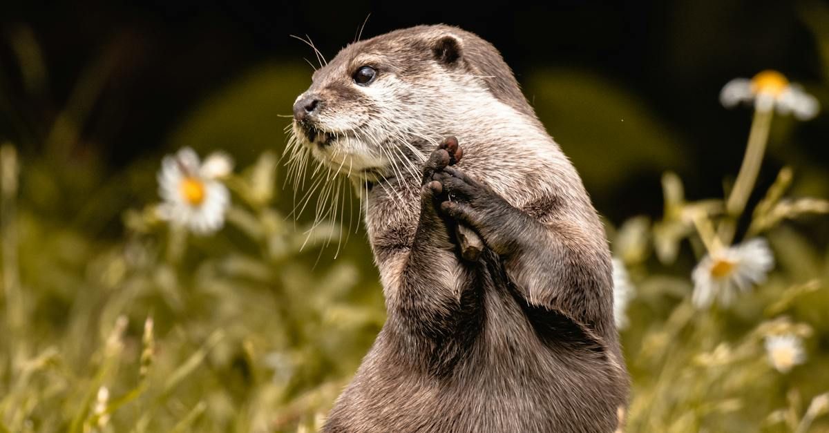 a close up of an otter standing in a field of flowers .