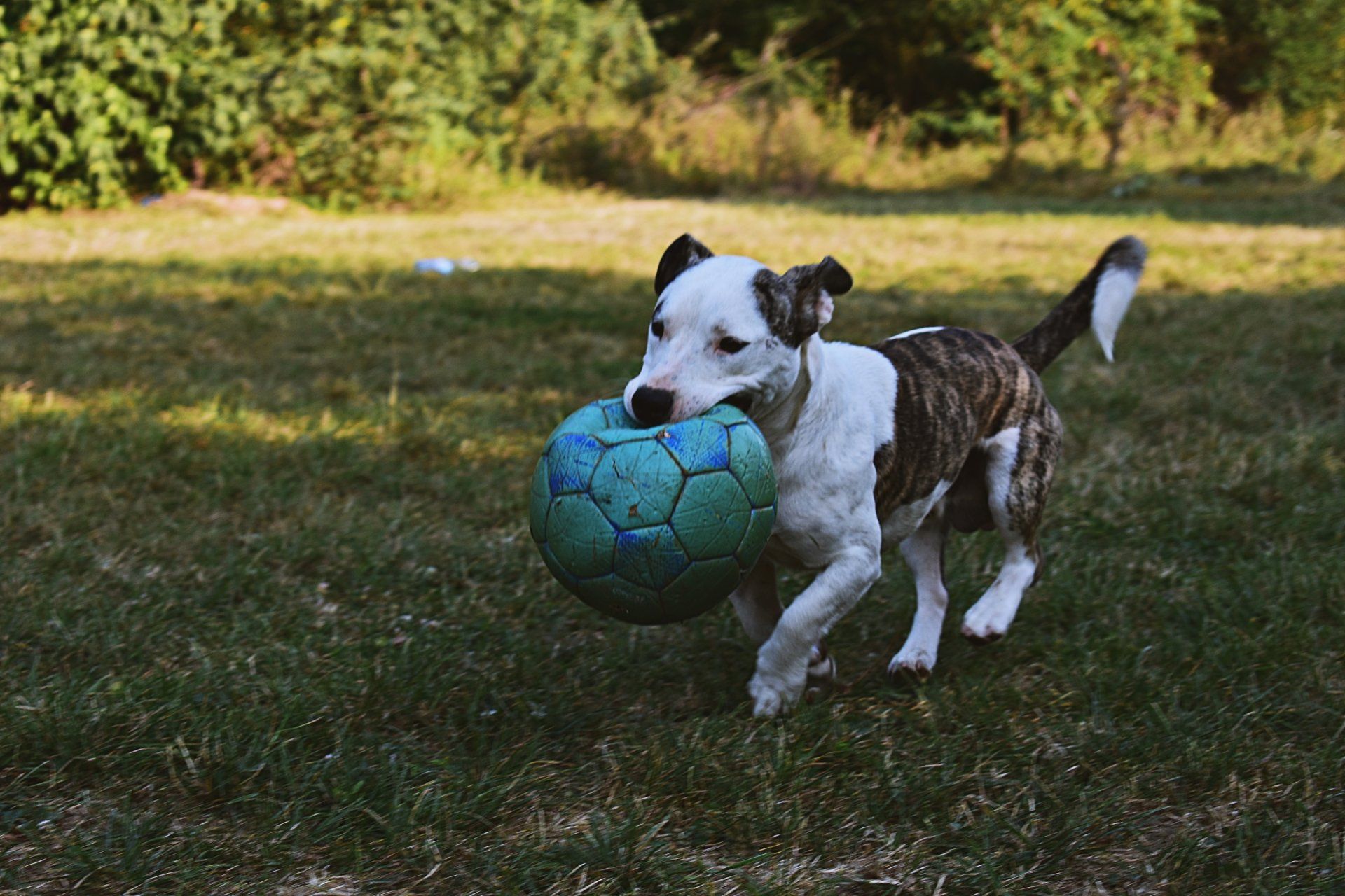 Dog playing outside with soccer ball 