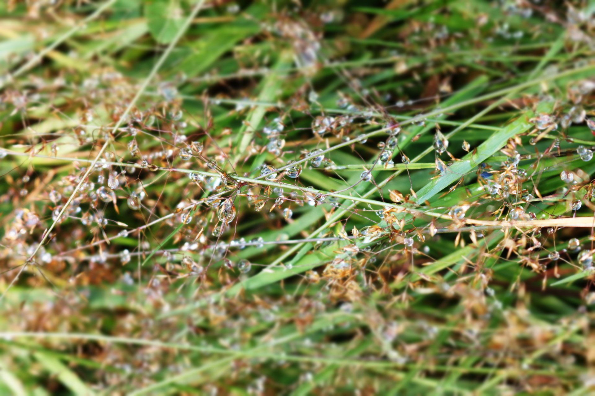 Dew drops clinging to green grass blades, in a close-up view.
