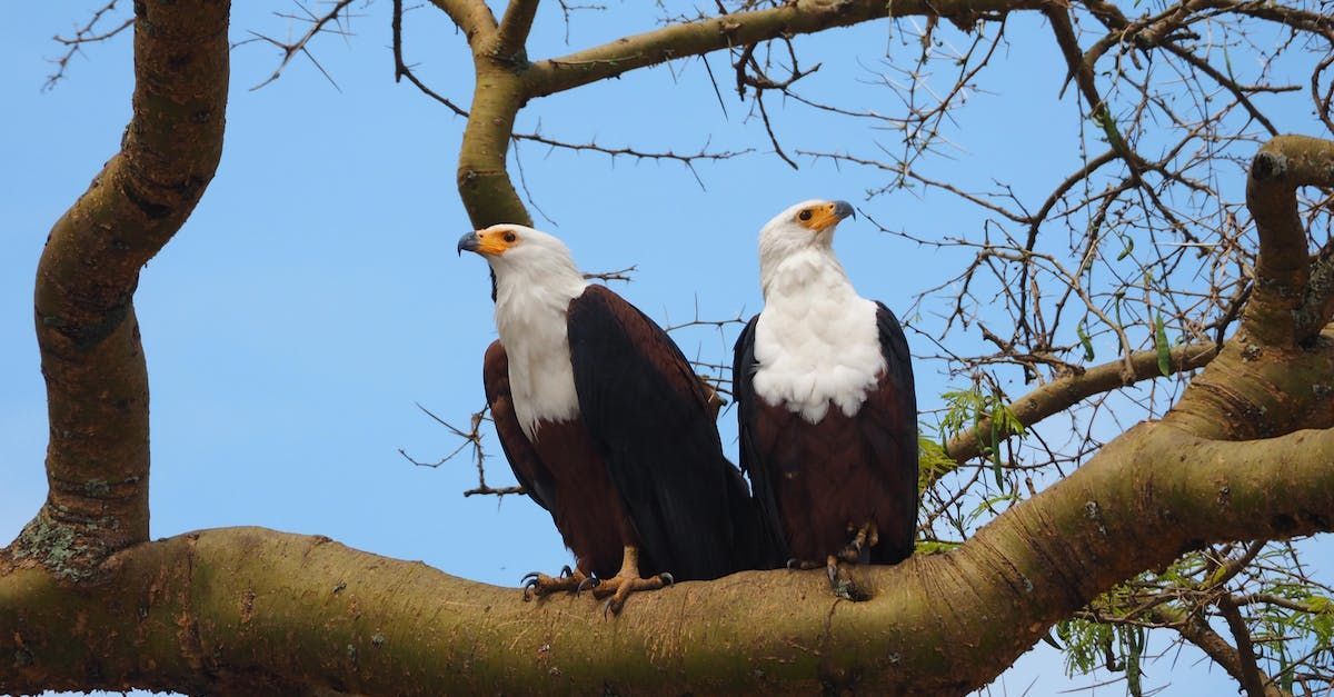 Two bald eagles are perched on a tree branch.