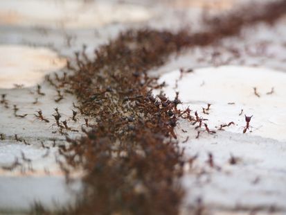 A bunch of ants are crawling on a white surface.