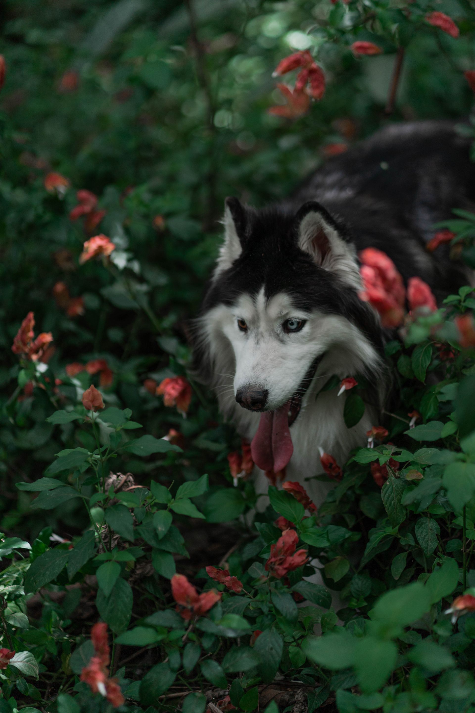 Dog in Dog-Friendly Plants.