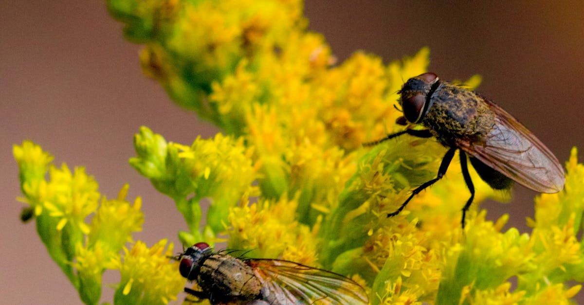 Two flies are sitting on a yellow flower.