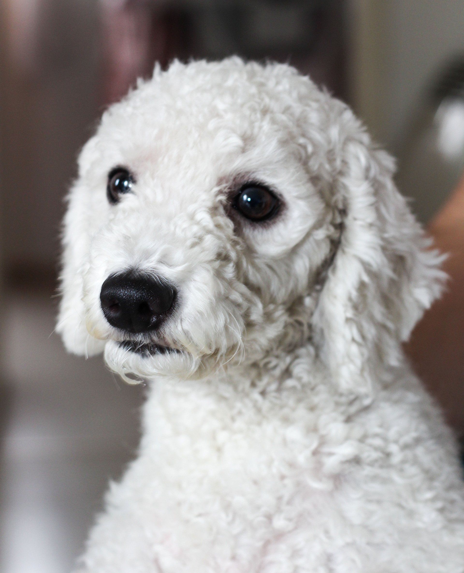 are poodles prone to arthritis