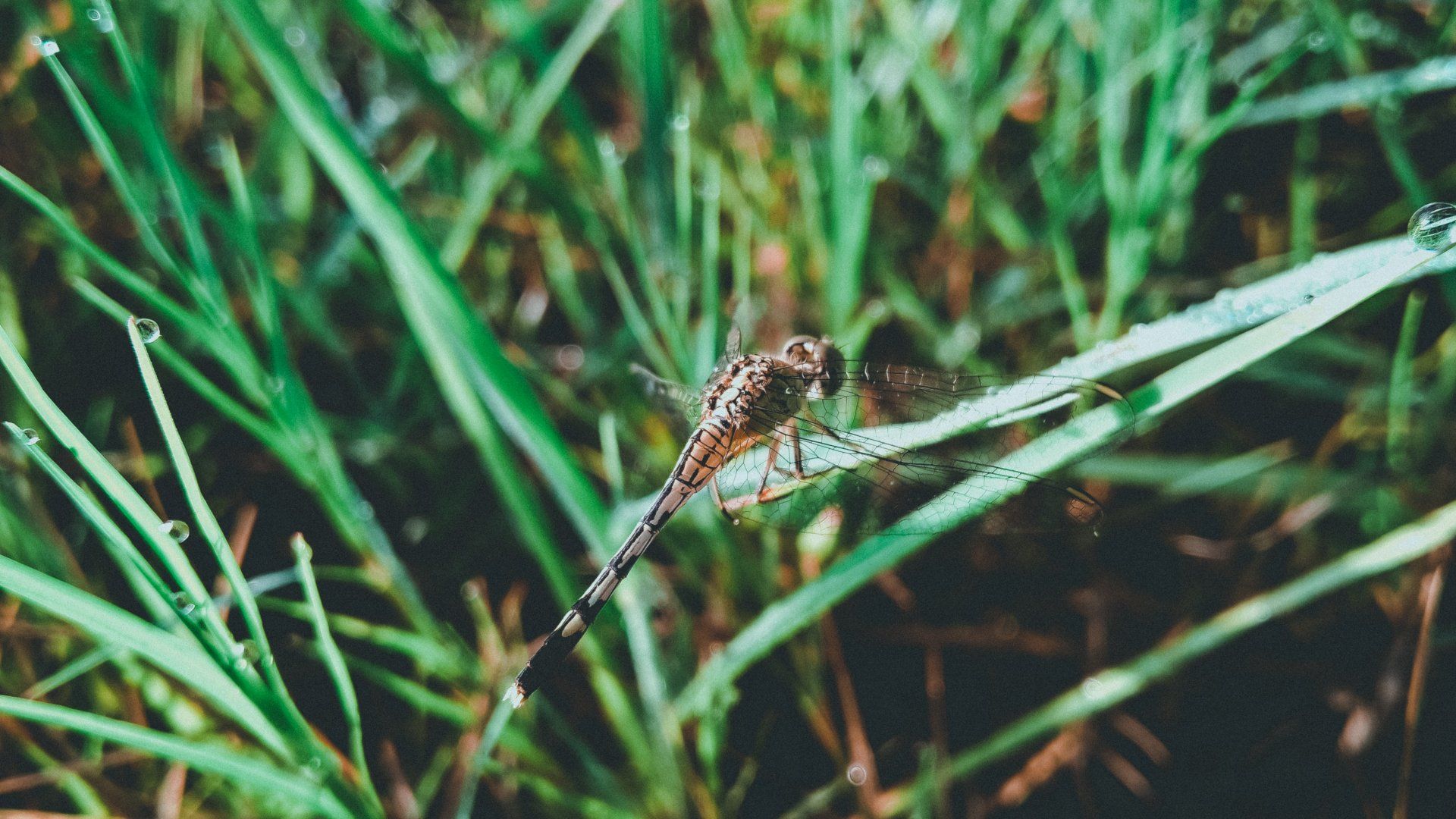 weed trimming and removal
