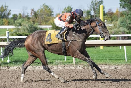 A jockey is riding a horse with the number 4 on it.