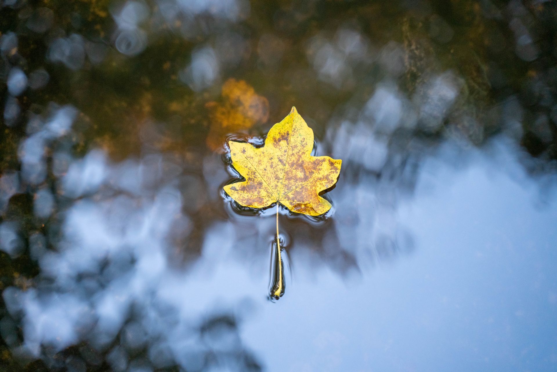 Take A Leaf by Sue Cartwright, Spiral Leaf