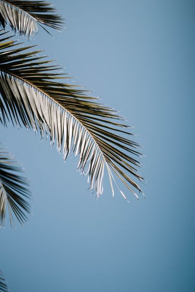 The leaves of a palm tree are against a blue sky.