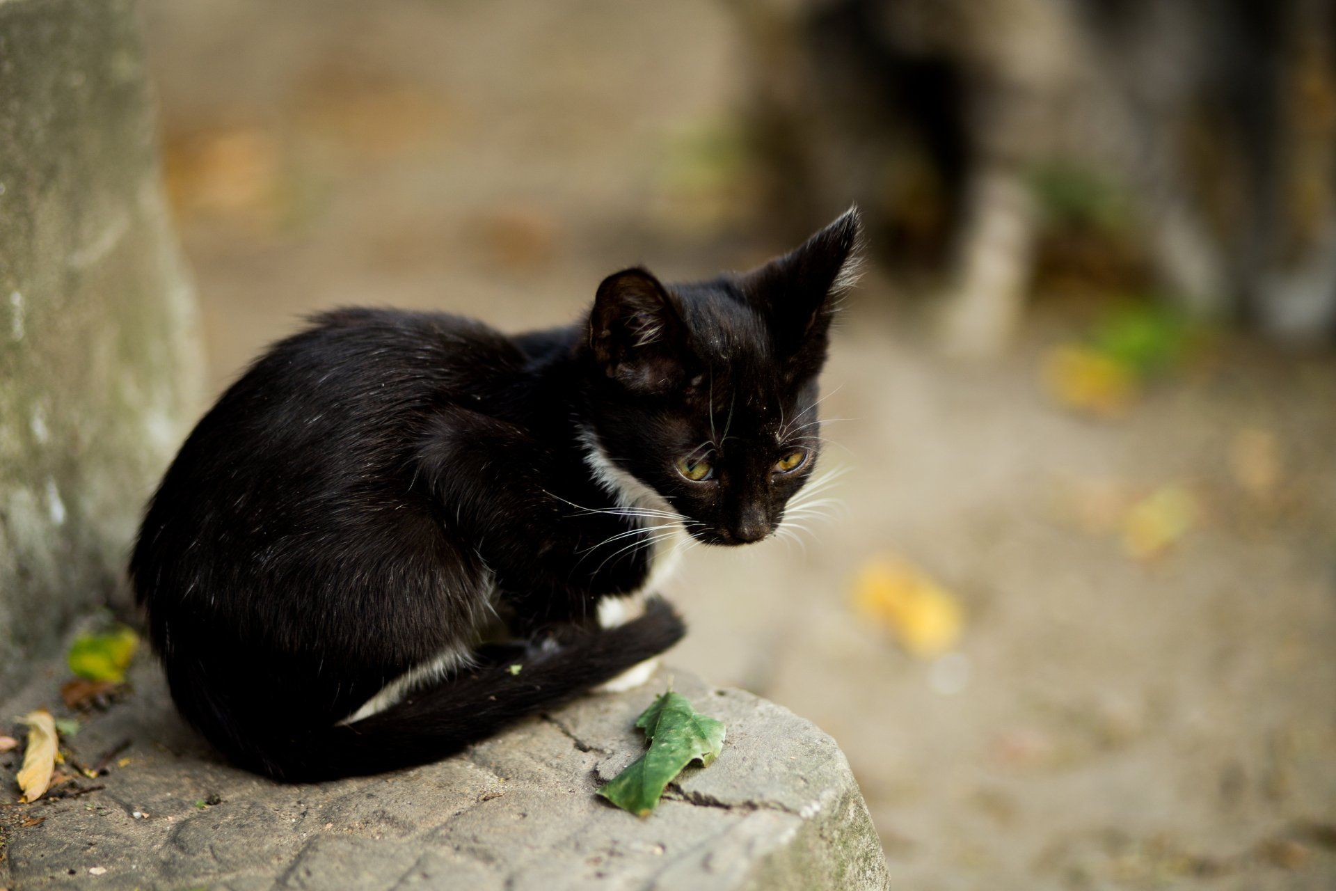 Tried cat. Кошка сидит. Черный кот сидит. Черный кот размытый. Черная кошка сидит.