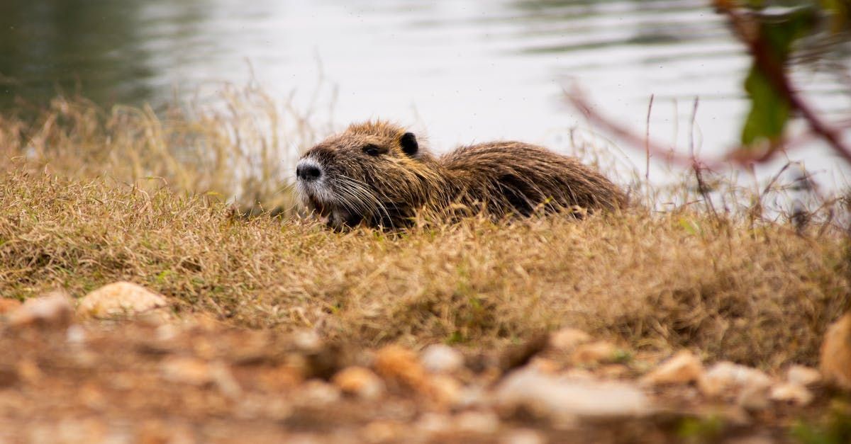 The Beavers' Return by Sue Cartwright, Spiral Leaf