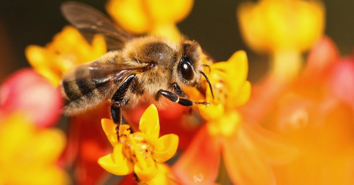 Honeybee eating nectar
