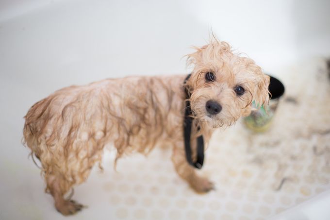 freshly showered small dog looking up at camera inside bathtub filled with fallen fur