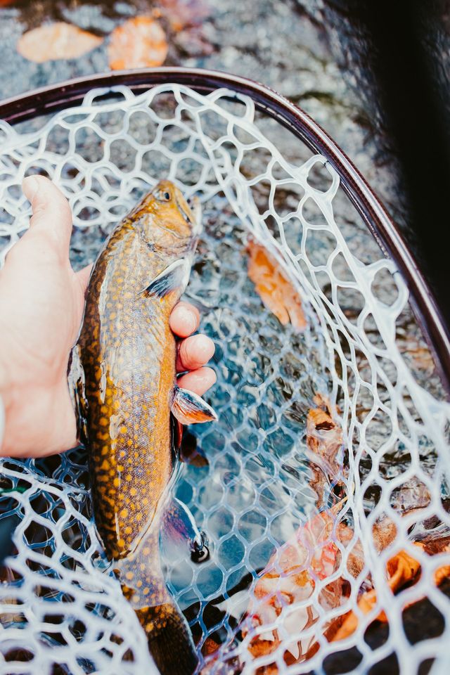 The Best Fishing Spots near Kootenai National Forest
