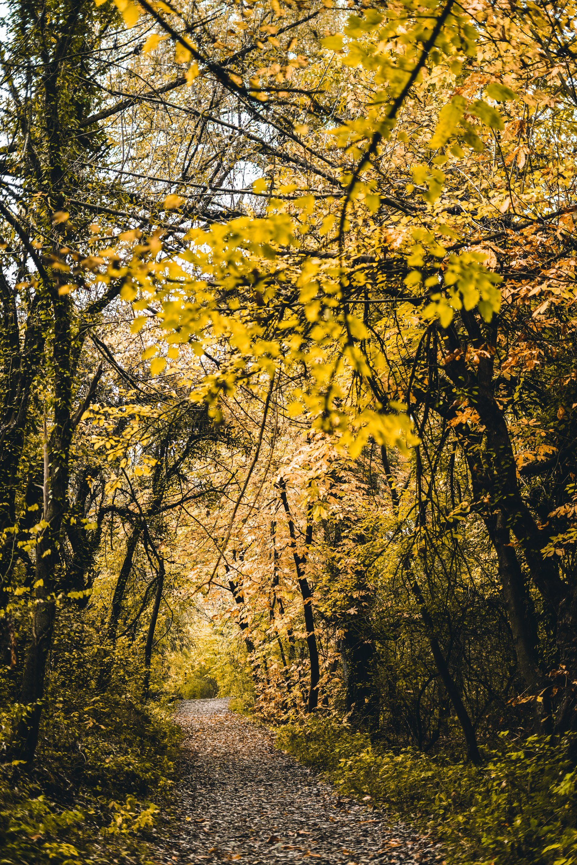 Baum mit gelben Blättern