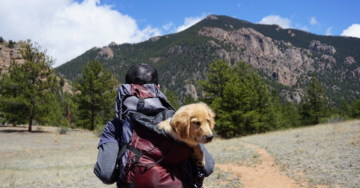 How to Transport Your Pets Long Distance