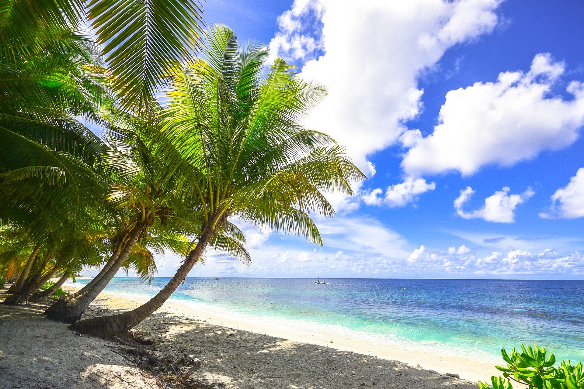 A tropical beach with palm trees and the ocean in the background