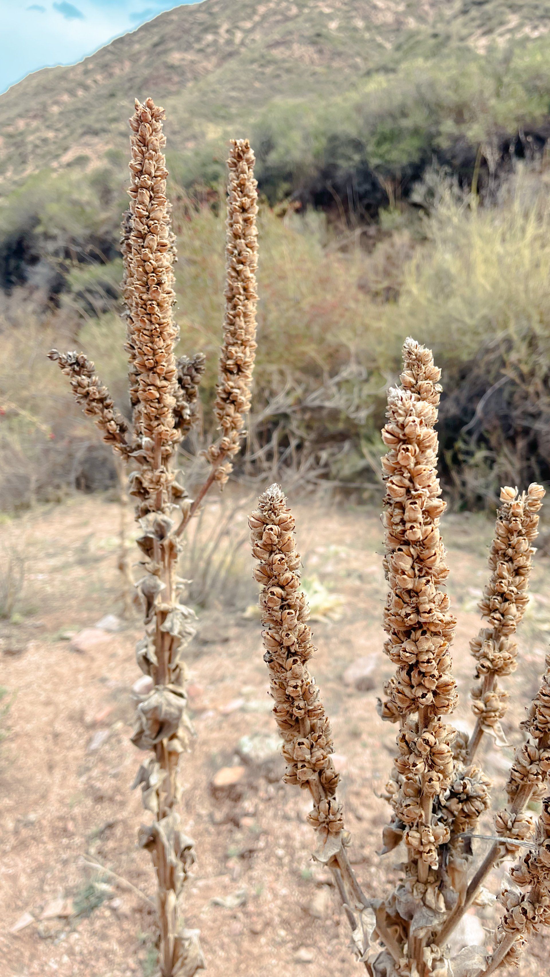 Un primer plano de una planta en el desierto con una montaña al fondo.