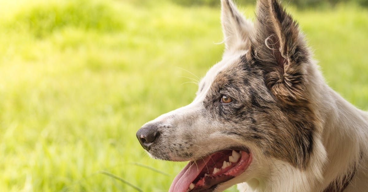 A Border Collie sitting in a grassy field.