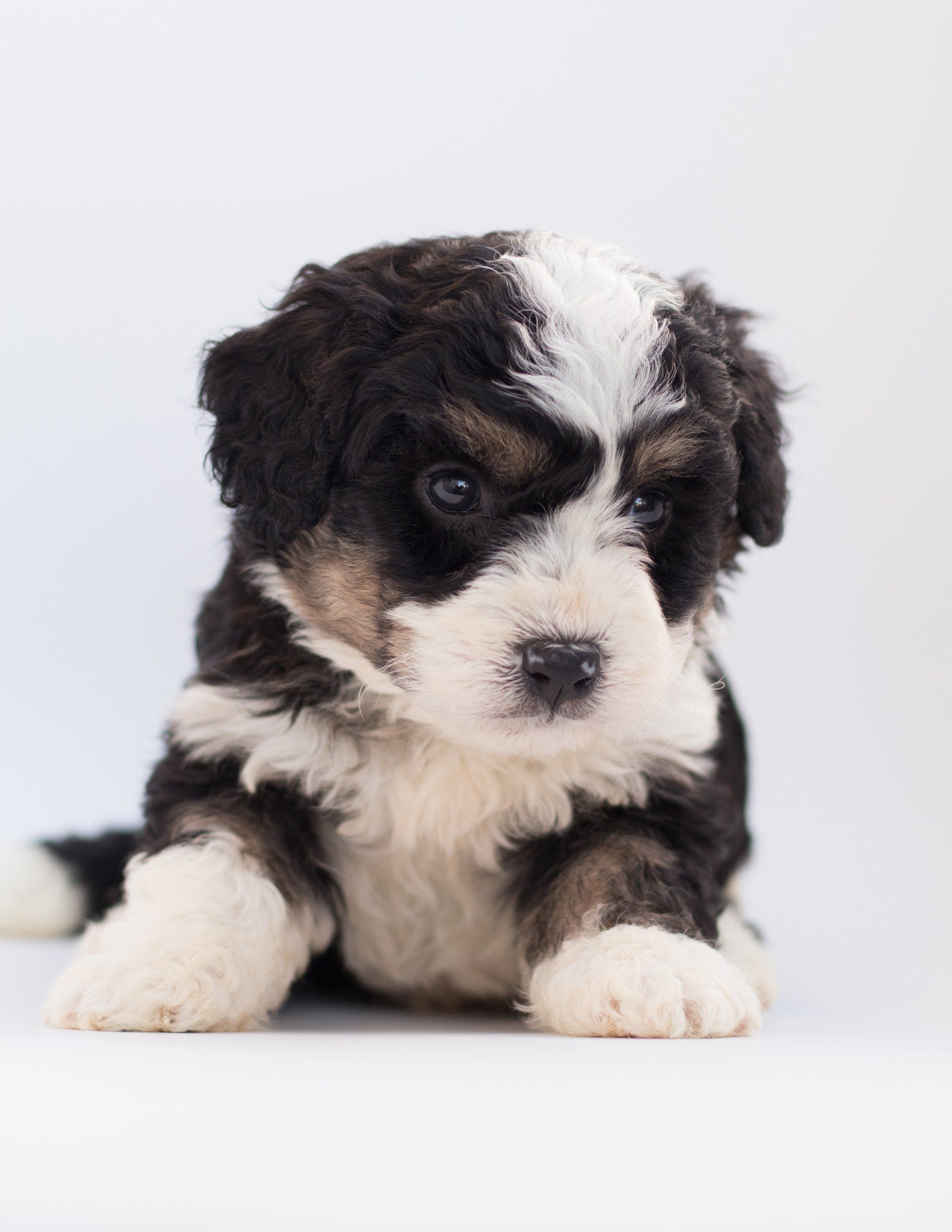 Craigslist Dogs For Sale New York - vpb3nww