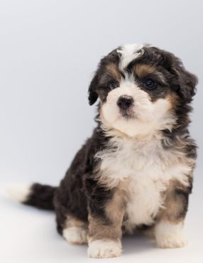 a brown and white puppy is sitting on a white surface and looking at the camera .