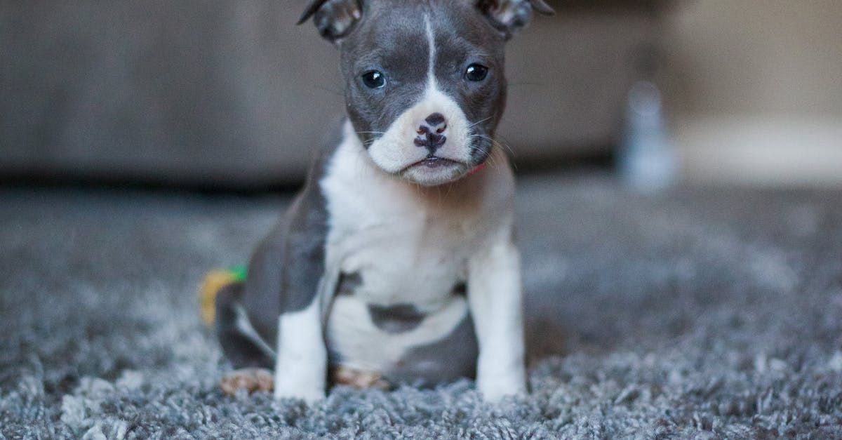 a small puppy is sitting on a carpet and looking at the camera .