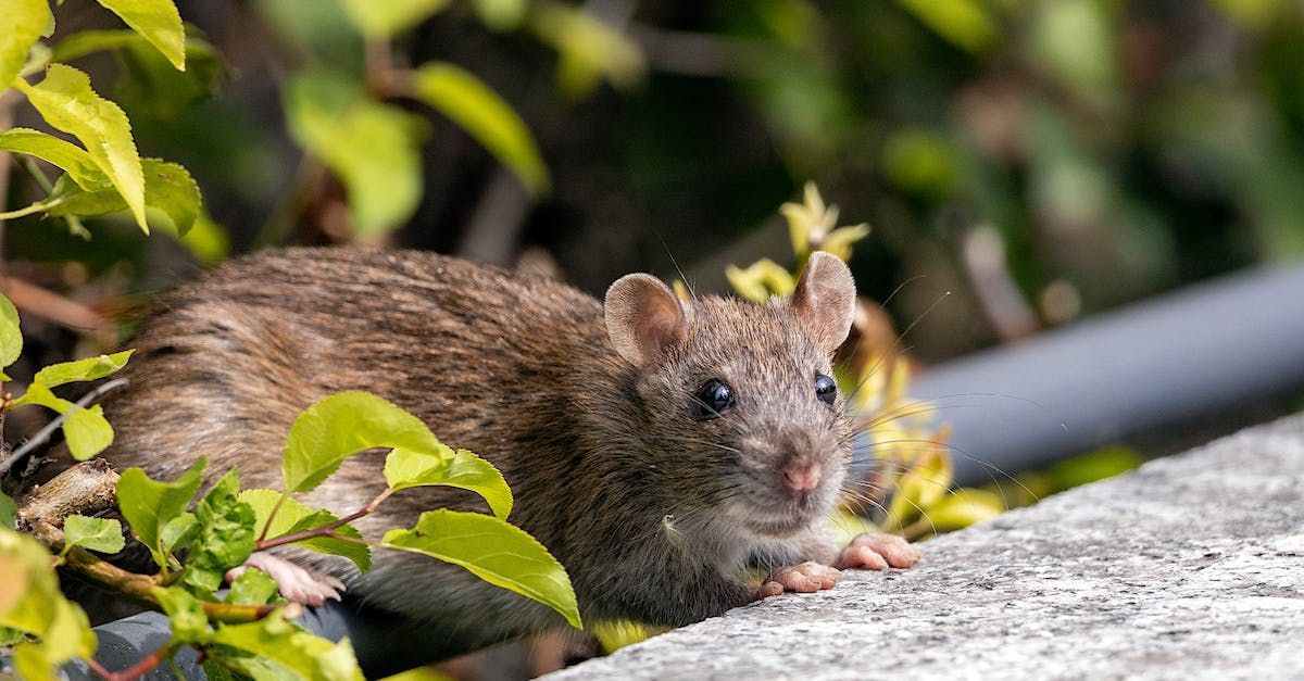 fall pest control Suffolk County Long Island, rodent prevention, pest control Suffolk County, commer