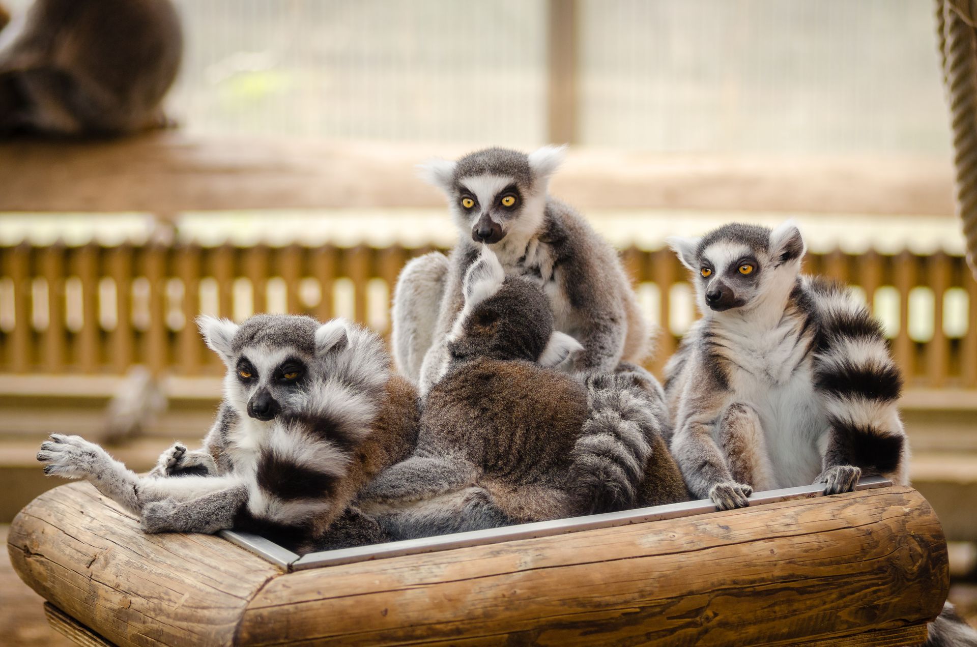 A group of lemurs sitting on top of a wooden boat.