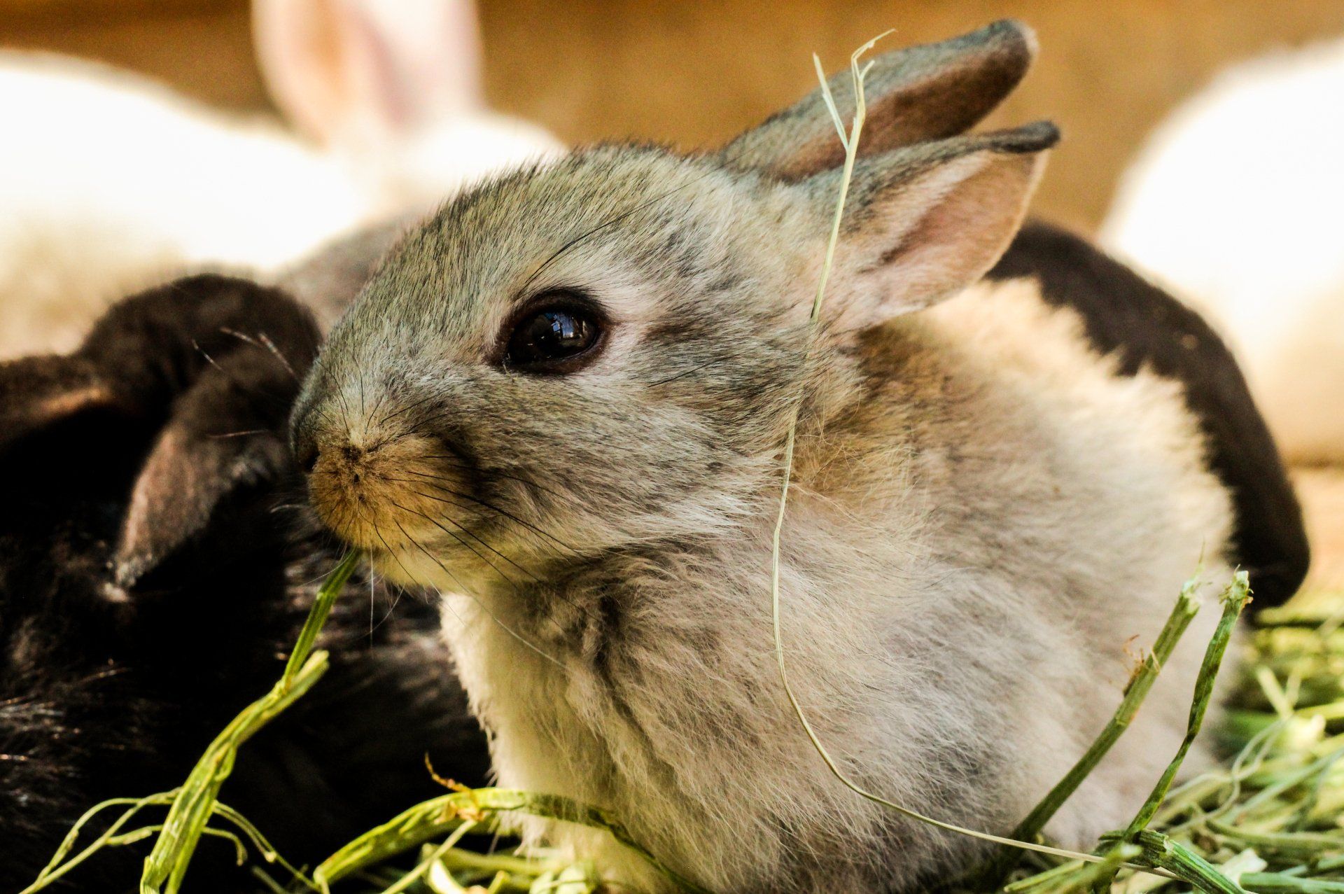 Nahaufnahme eines Kaninchens, das Gras frisst, mit anderen Kaninchen im Hintergrund