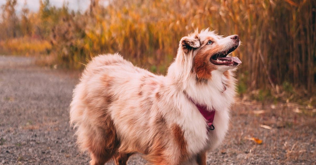 Australian Shepherd - Showlinie