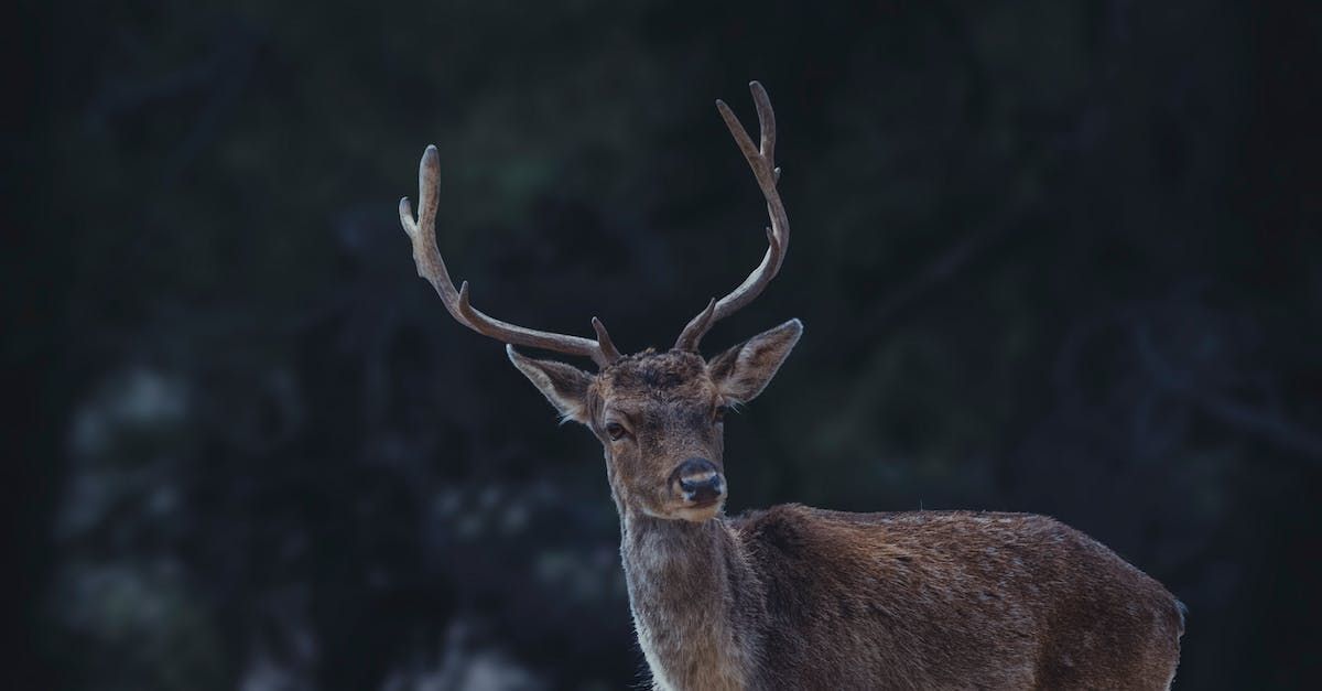 Indiana Deer Hunting