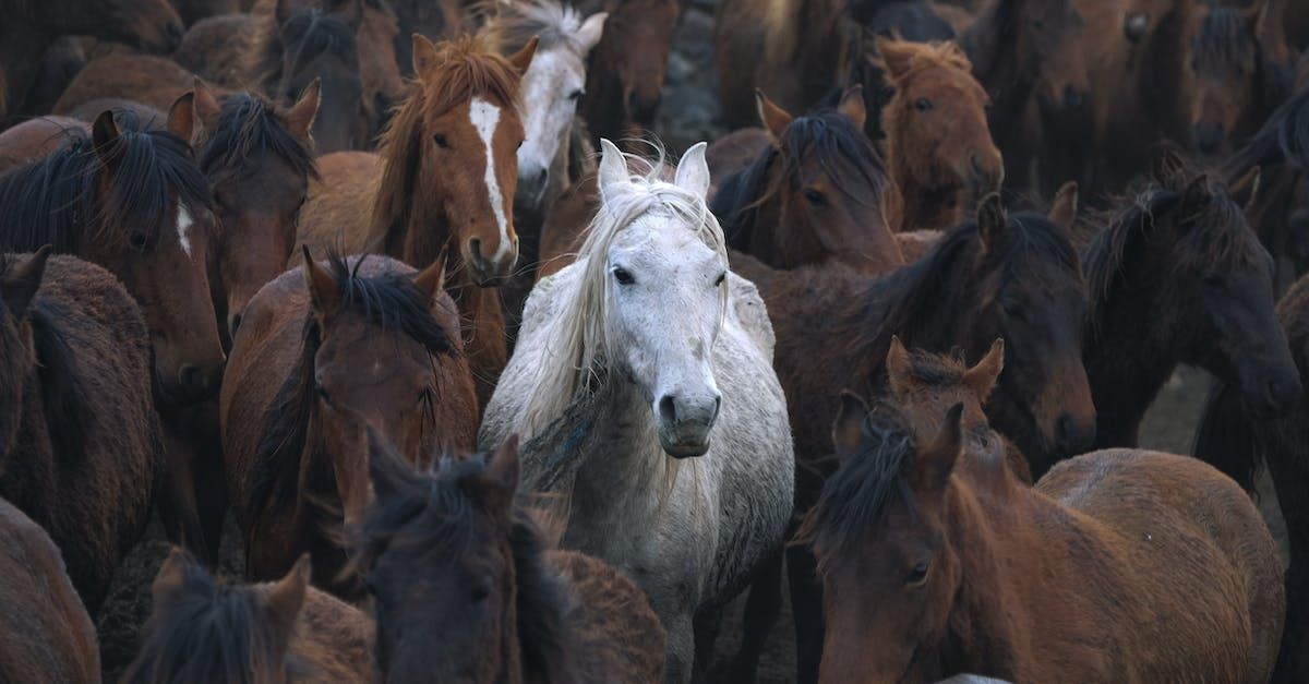 A white horse standing out from the crowd / herd