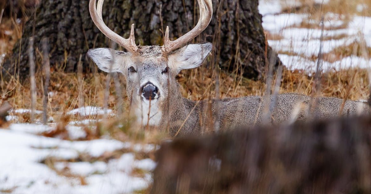 A whitetail deer is laying in the snow near a tree.