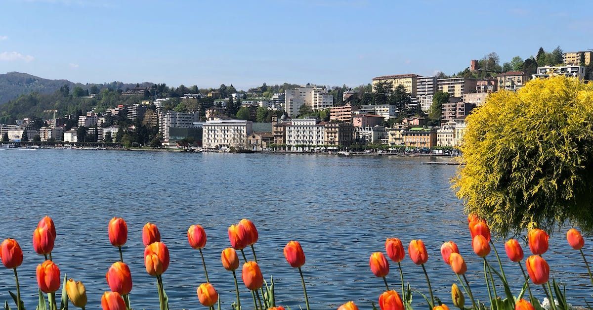 a lake with a city in the background and flowers in the foreground .