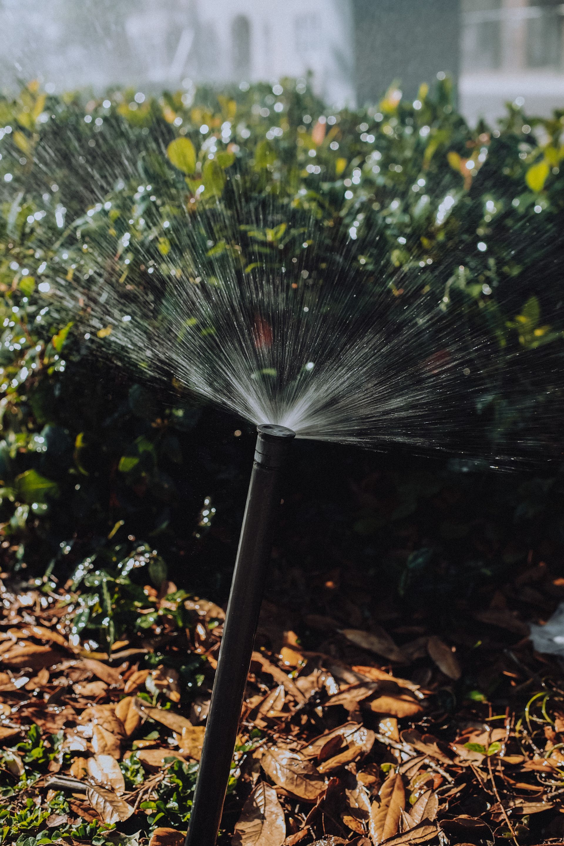Sprinkler spraying water onto bushes in a garden bed with mulch.