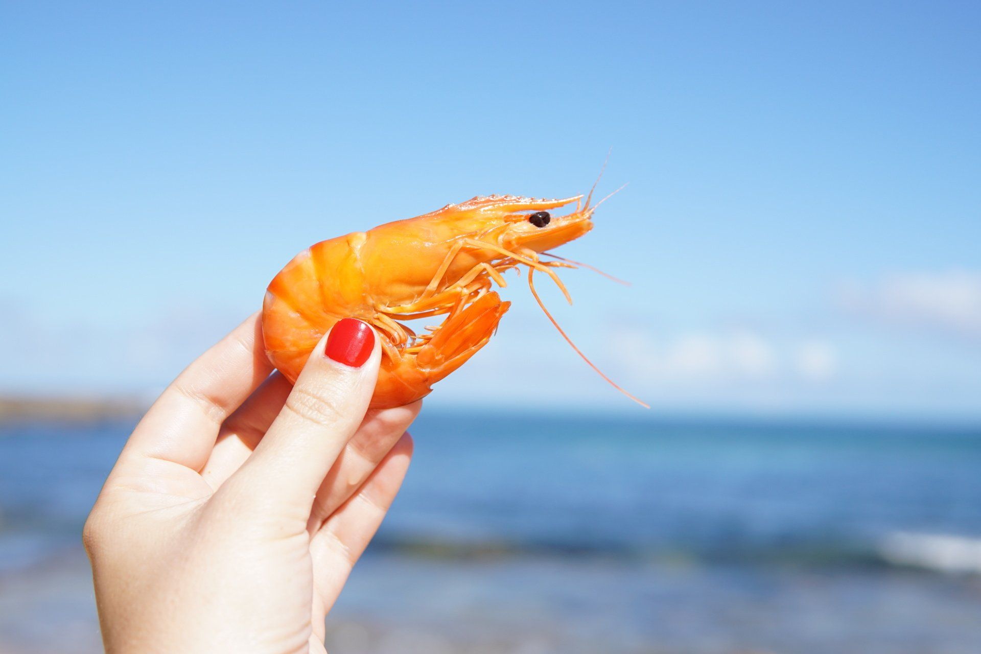 Celebrating National Shrimp Day on the Gulf Coast