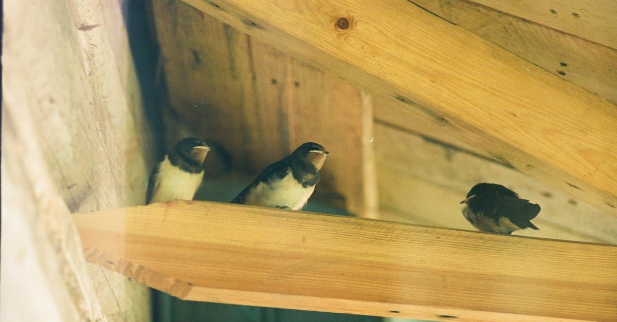 Three birds are sitting in a wooden nest.