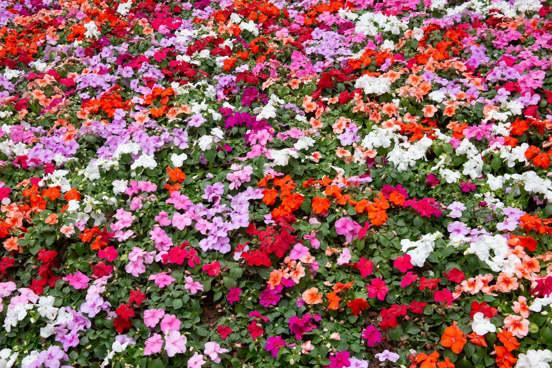 There are many different types of flowers in this field.