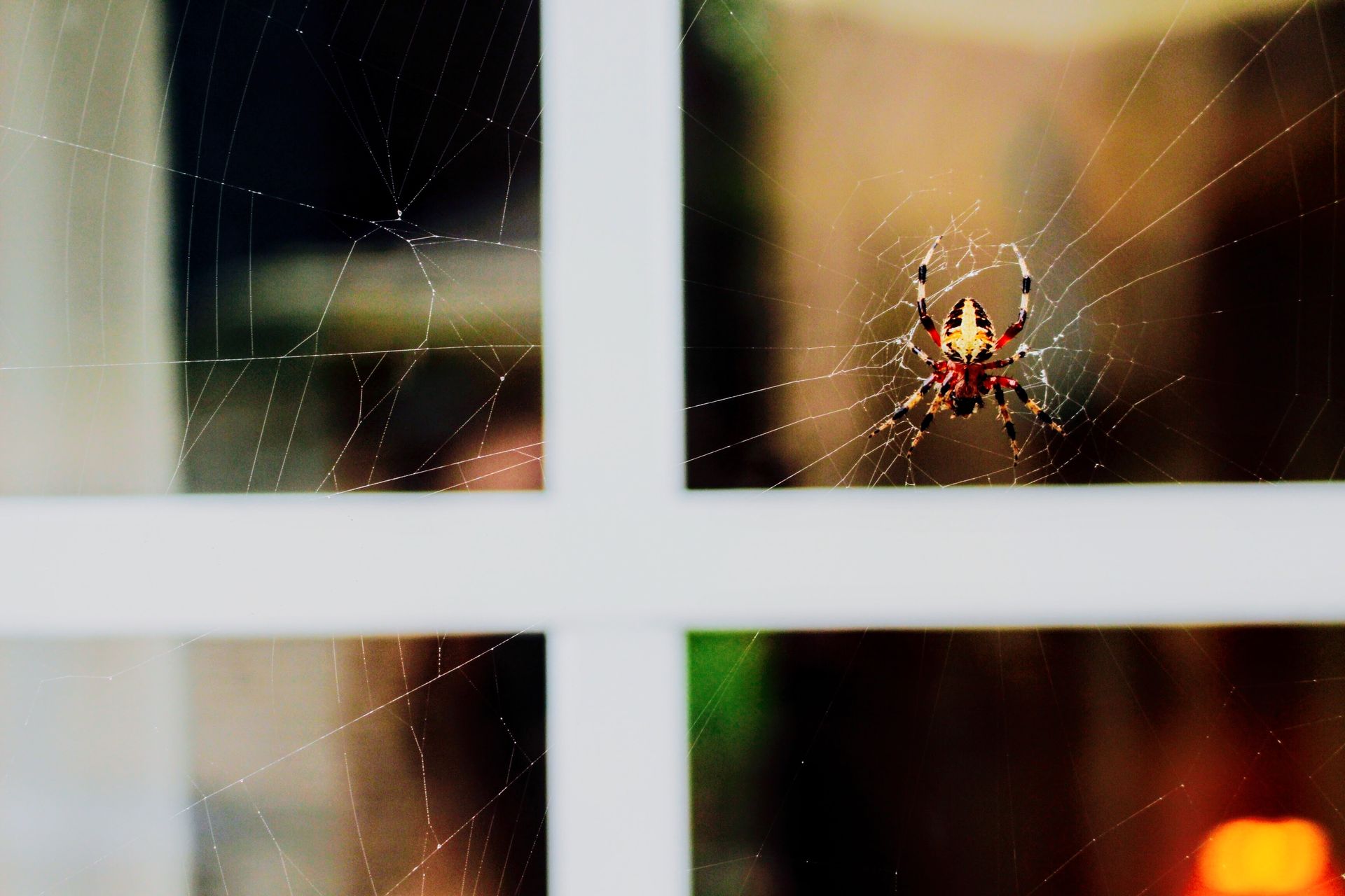 Spider Pest Control in Leander, TX