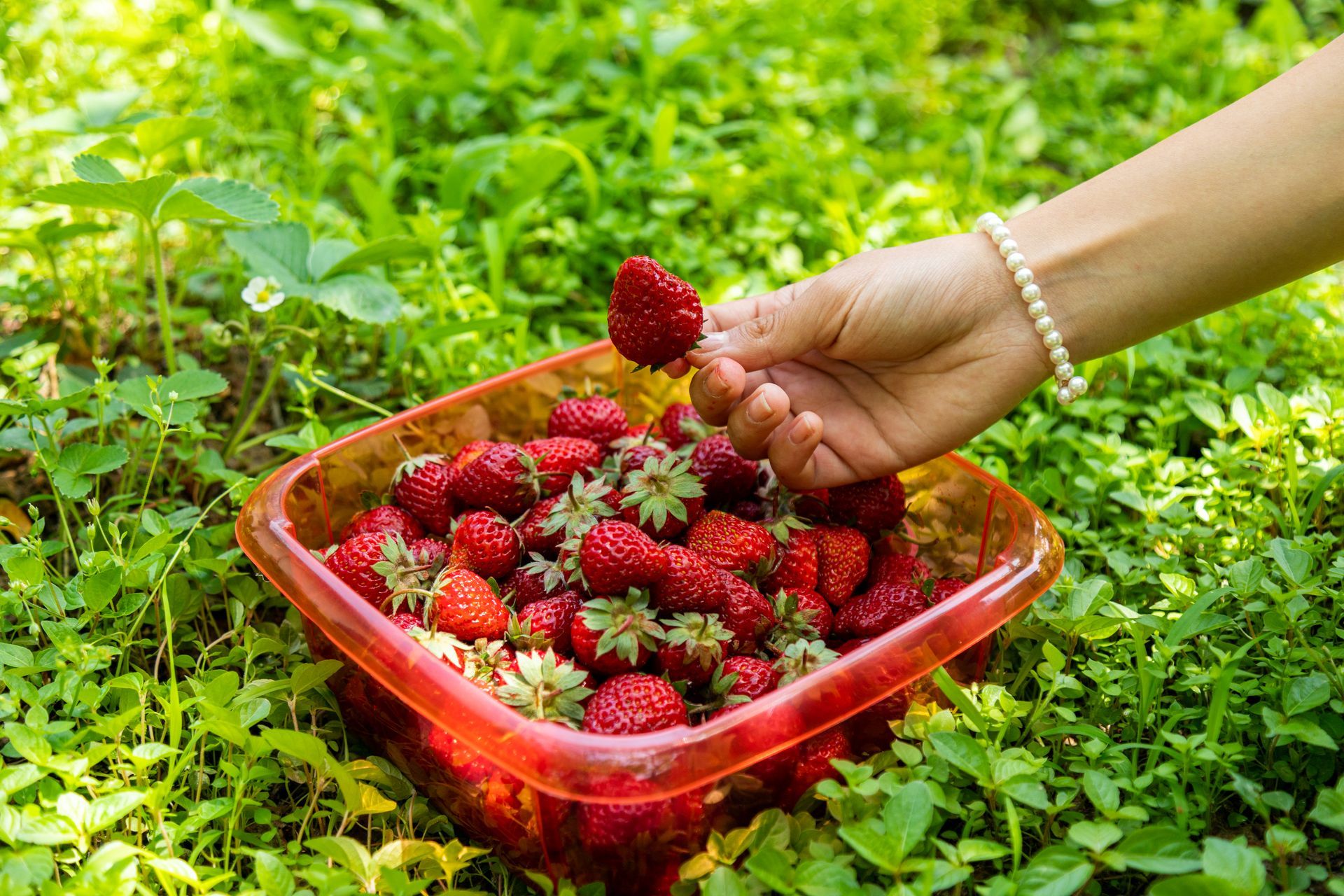 Full Strawberry Moon in Sagittarius by Sue Cartwright, Spiral Leaf