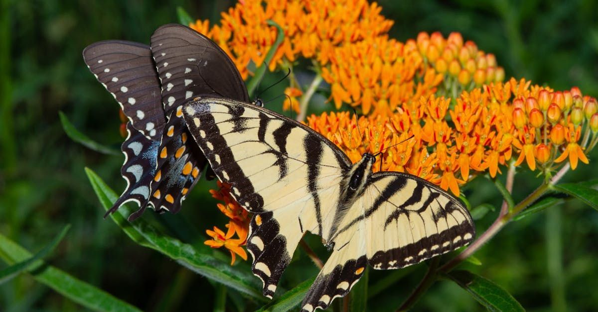 Two butterflies are sitting on a flower in a garden.