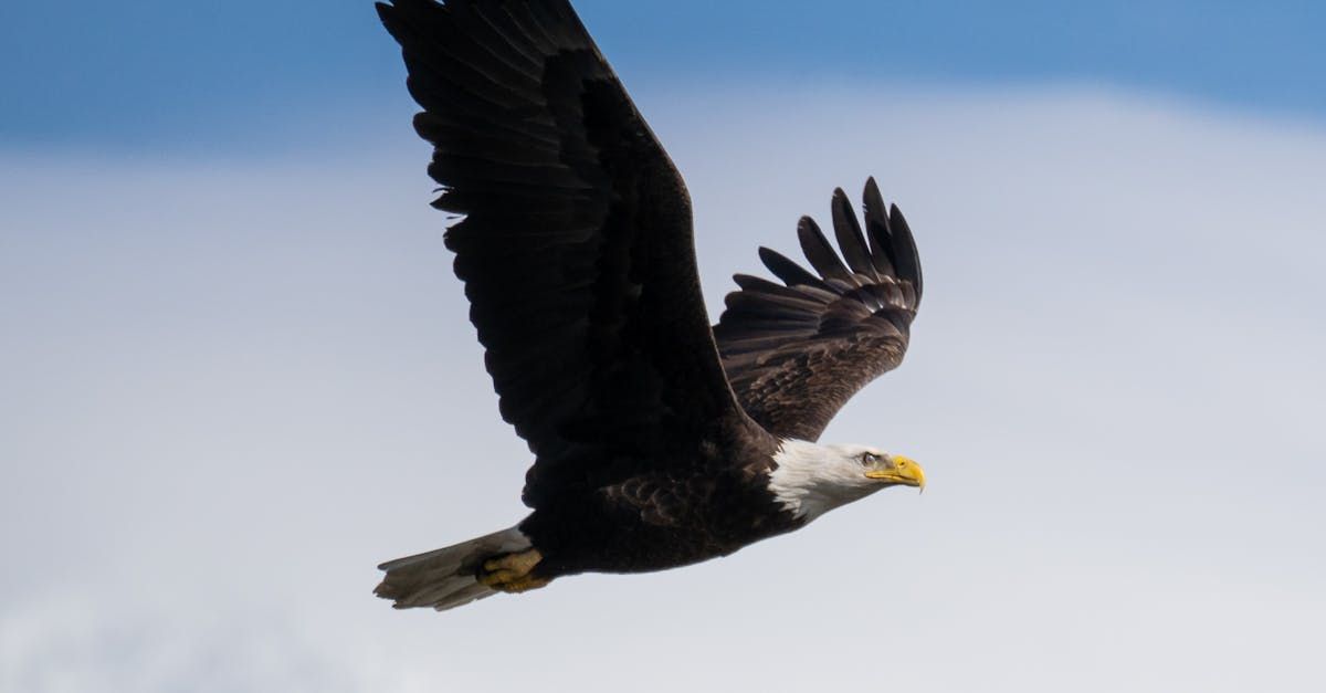 Image of a bald eagle flying over Lake Murray, SC on a beautiful sunny day.