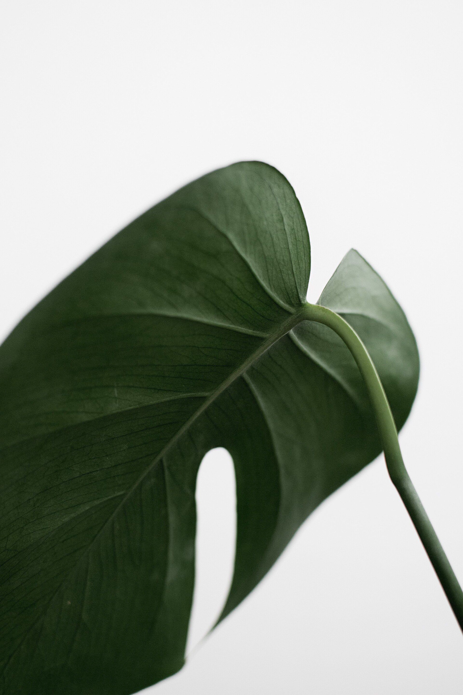 A close up of a green leaf on a white background