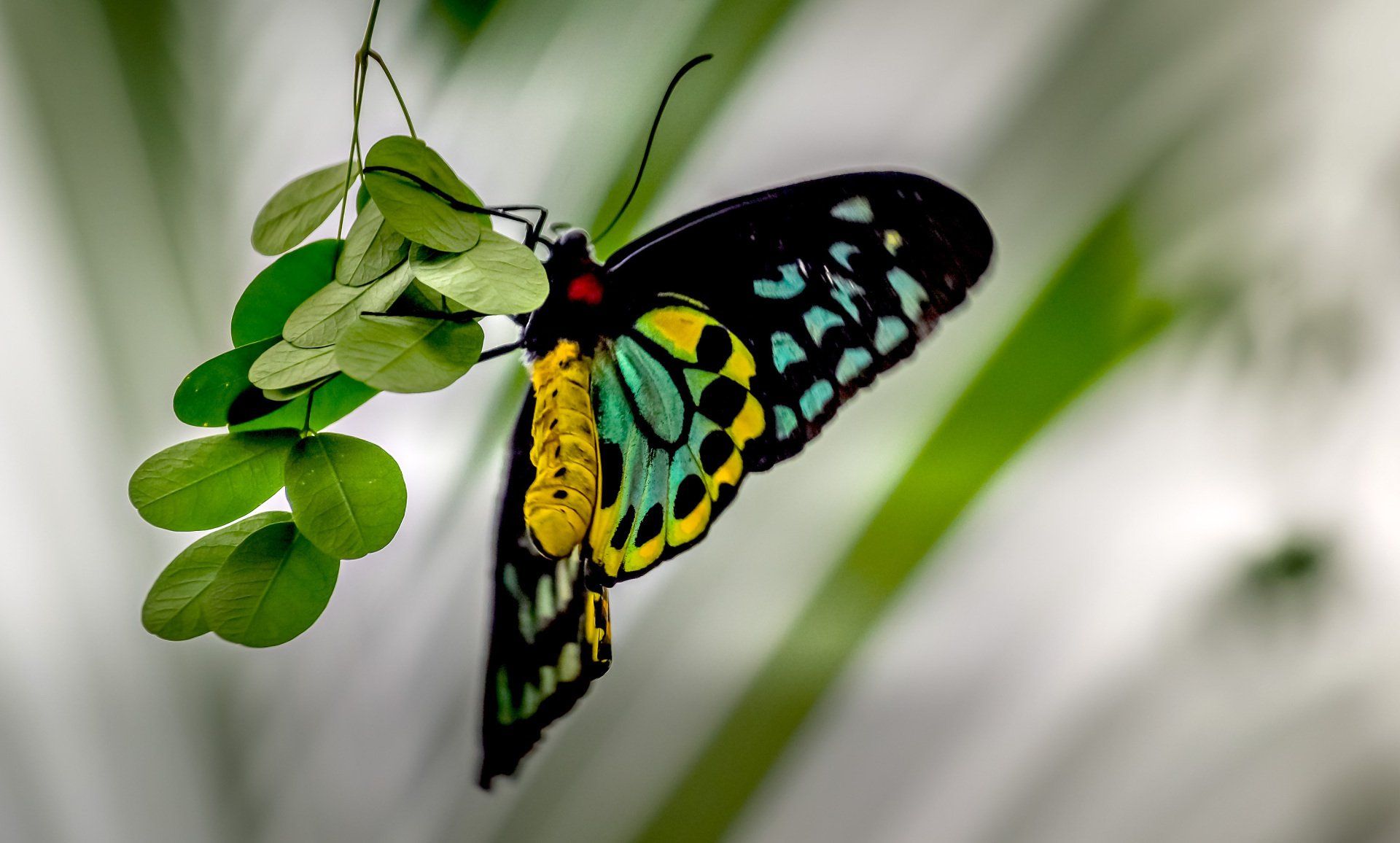 Green and yellow butterfly