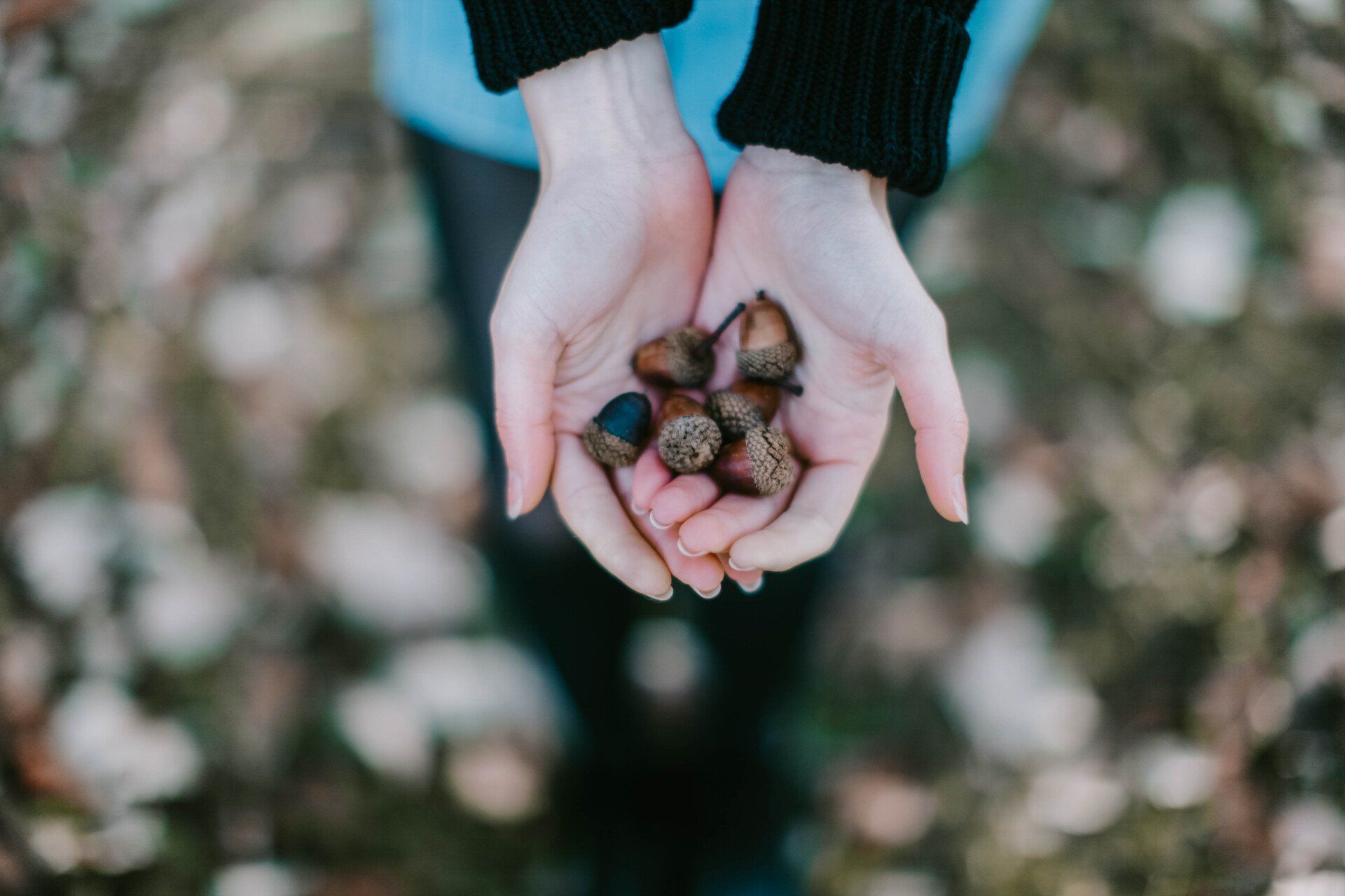 acorns on hand