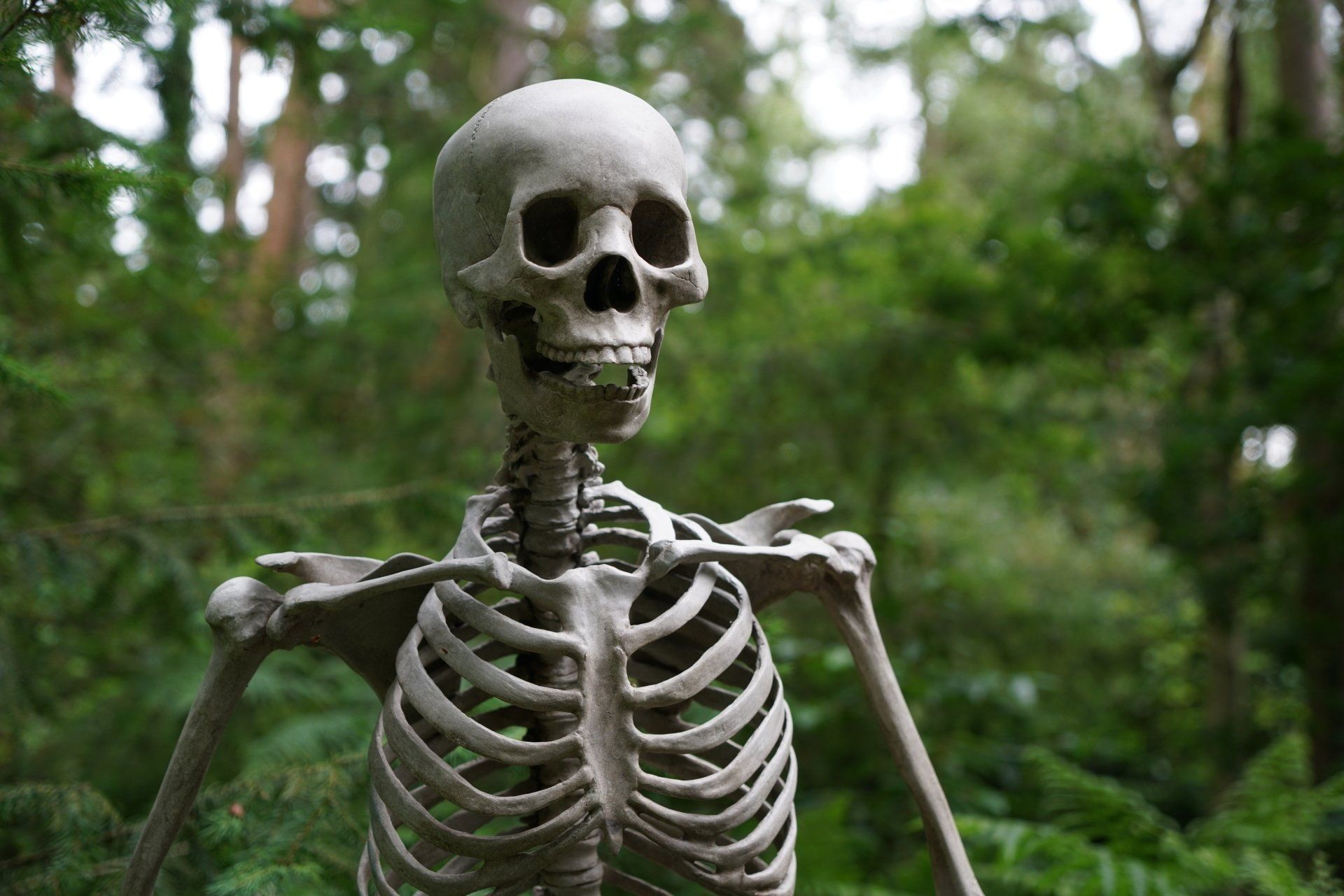 skeleton in forest